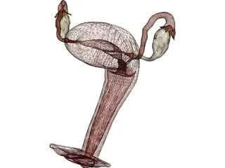 Reproductive System Female 3D Model preview
