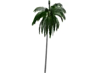 Cocos Nucifera 3D Model preview