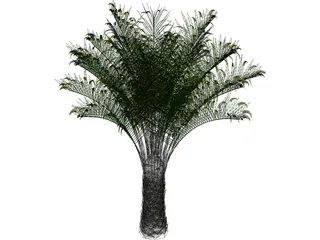 Butia Capitata 3D Model preview