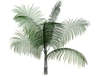 Dictyosperma Album 3D Model preview