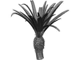 Phoenix Canariensis 3D Model preview
