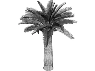 Jubaea Chilensis 3D Model preview