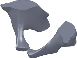Pelvis 3D Model preview