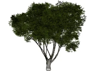 Garden Tree 3D Model preview