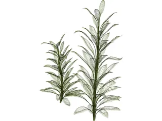 Cordylinea Glauca 3D Model preview