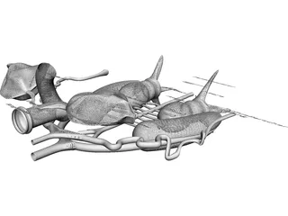 Frog Male Anatomy 3D Model preview