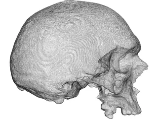 Skull 3D Model preview