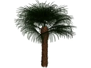 Windmil Palm 3D Model preview