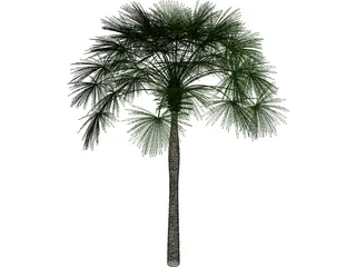 Sabal Palmetto 3D Model preview