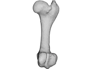 Porcine Femur 3D Model preview