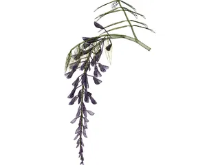 Wisteria Flower Japanese 3D Model preview