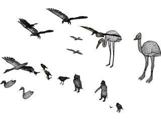 Birds Collection 3D Model preview