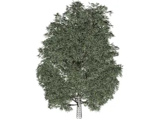 Maple Tree 3D Model preview