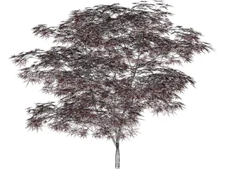 Japanese Maple Tree 3D Model preview