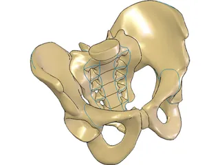 Pelvis and Sacrum 3D Model preview
