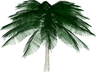 Palm Tree 3D Model preview