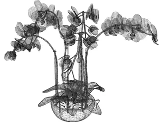Orchid 3D Model preview