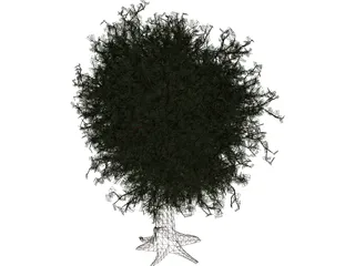 Oak Tree 3D Model preview