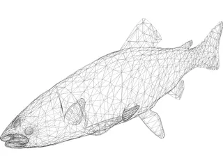 Rainbow Trout 3D Model preview
