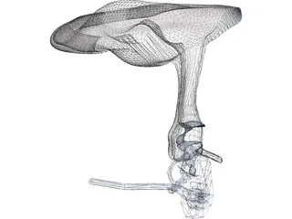 Ear Cutaway 3D Model preview