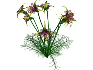 Aquilegia Bied 3D Model preview