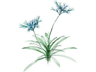 Agapanthus 3D Model preview