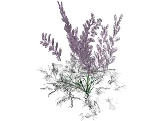Astilbe Chinensis 3D Model preview
