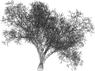 Olive Tree 3D Model preview