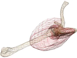 Shoulder Muscle 3D Model preview