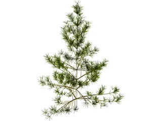 Pine Tree 3D Model preview