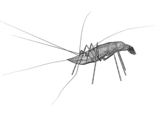 Shrimp 3D Model preview