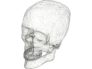 Skull 3D Model preview