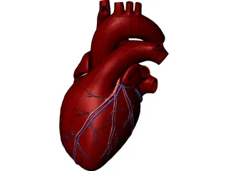 Heart Human 3D Model preview