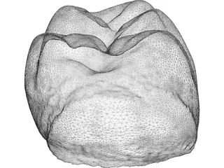 Molar Tooth 3D Model preview