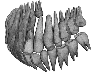 Teeth 3D Model preview