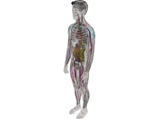 Human Male Complete Anatomy 3D Model preview