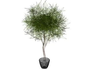 Ash Tree 3D Model preview