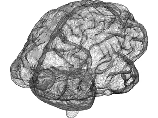 Brain 3D Model preview