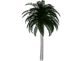 Coconut Tree 3D Model preview