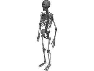 Skeleton Human Male 3D Model preview