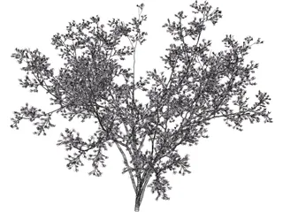 Cercis Siliquastrum Tree 3D Model preview