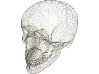 Skull Male 3D Model preview