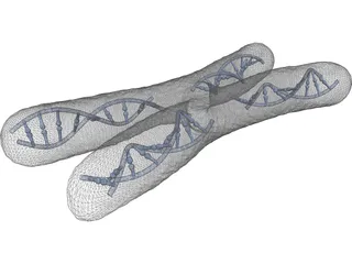 Human Chromosome 3D Model preview