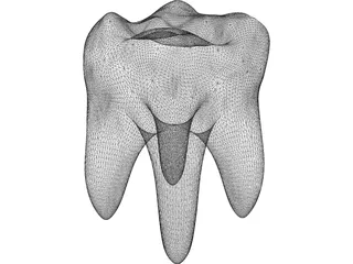 Tooth 3D Model preview