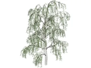 Birch Tree 3D Model preview