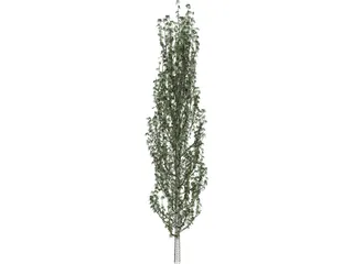 Cypress Tree 3D Model preview