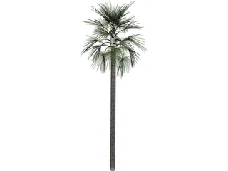 Tree Palm Fan 3D Model preview