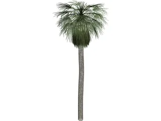 Tree Palm Washingtonia 3D Model preview