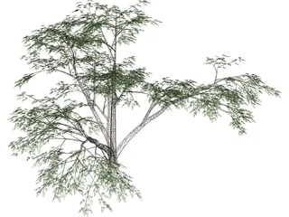 Mesquite Tree 3D Model preview