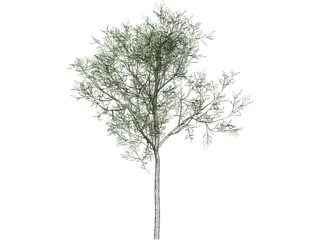 Magnolia Tree 3D Model preview